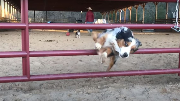 Σκύλος πρωταθλητής στο… παρκούρ