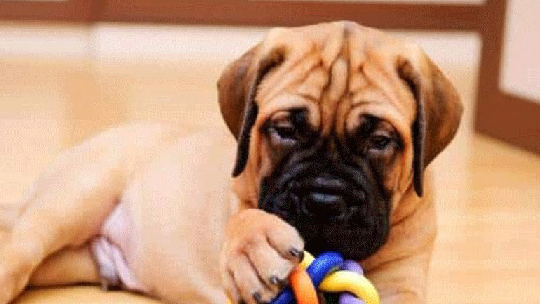 Μήπως έχετε παραμελήσει τον σκύλο σας; Πώς θα το καταλάβετε;