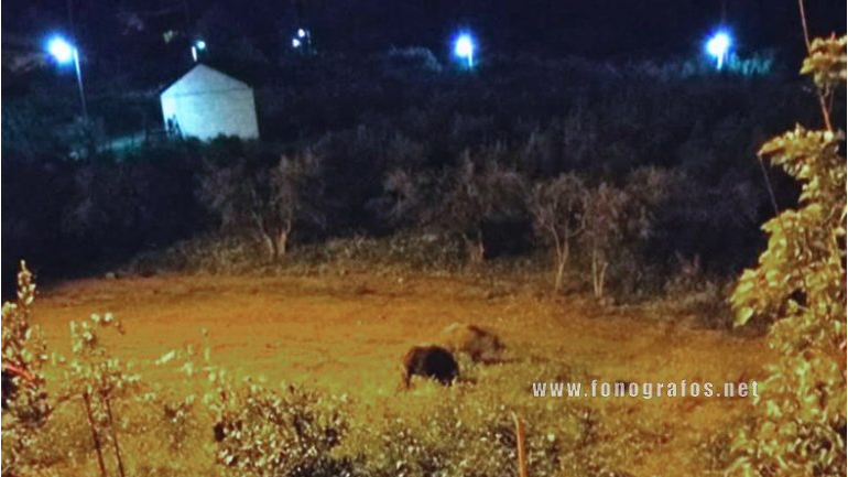 Αγριογούρουνα βολτάρουν στην αυλή αντιδημάρχου