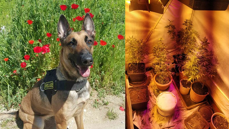 Θεσσαλονίκη: Αστυνομικός σκύλος εντόπισε 42 δένδρα κάνναβης