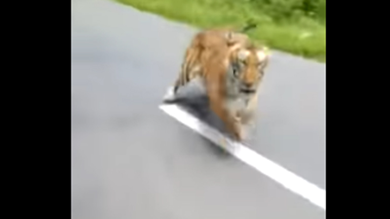 Τίγρης βγήκε στο δρόμο και καταδιώκει μηχανή με δύο αναβάτες