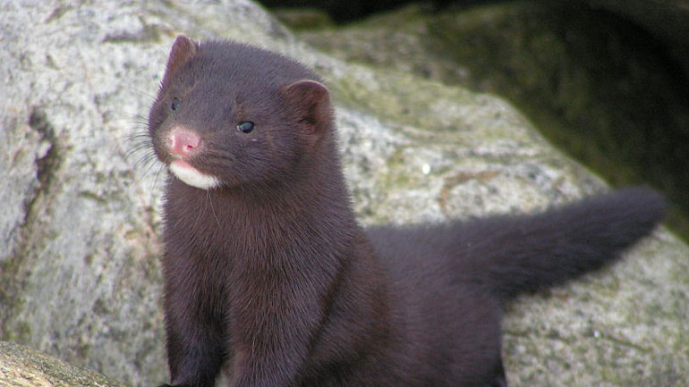 Ολλανδία: Βιζόν σε δύο εκτροφεία βρέθηκαν θετικά στον κορωνοϊό