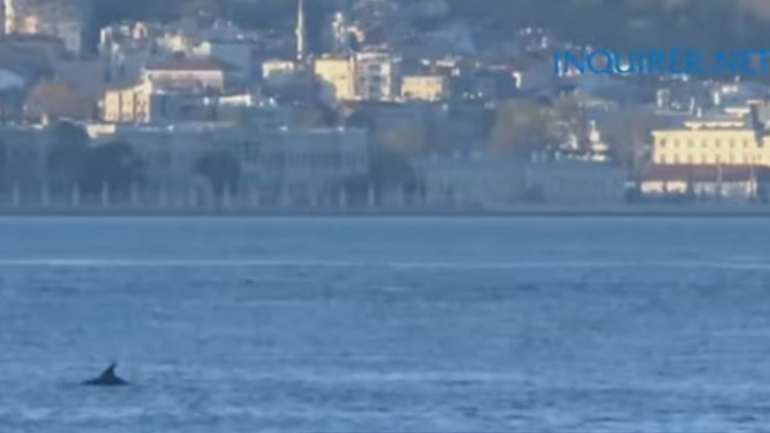 Δελφίνια βολτάρουν γαλήνια στον Βόσπορο