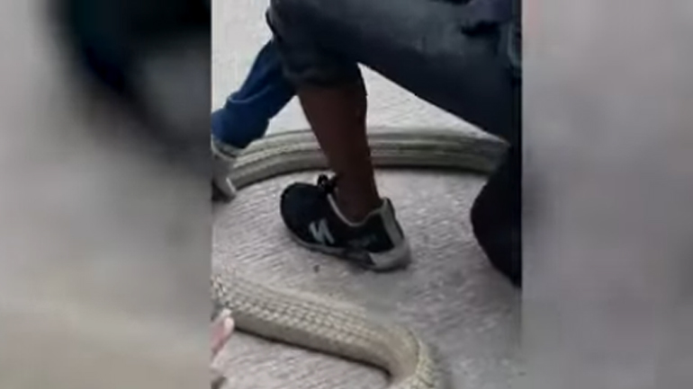 Η «σύλληψη» και απελευθέρωση μιας βασιλικής κόμπρας