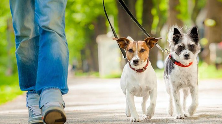 Το λάθος που κάνουμε όταν προσπαθούμε να μάθουμε στον σκύλο μας μια εντολή
