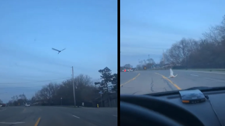 Χήνα προσγειώνεται σε κεντρικό δρόμο