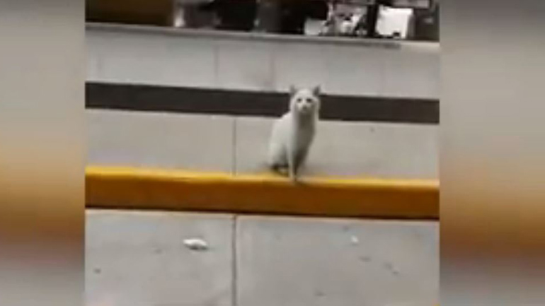 Γάτα σε σούπερ μάρκετ οδηγεί άνθρωπο στις τροφές για κατοικίδια