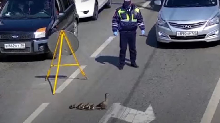 Ρωσία: Η αστυνομία σταματάει αυτοκίνητα για να περάσουν οι πάπιες τον δρόμο