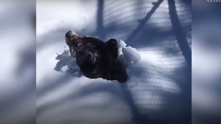 Η στιγμή που αρκούδα γκρίζλι ξυπνάει από τη χειμερία νάρκη