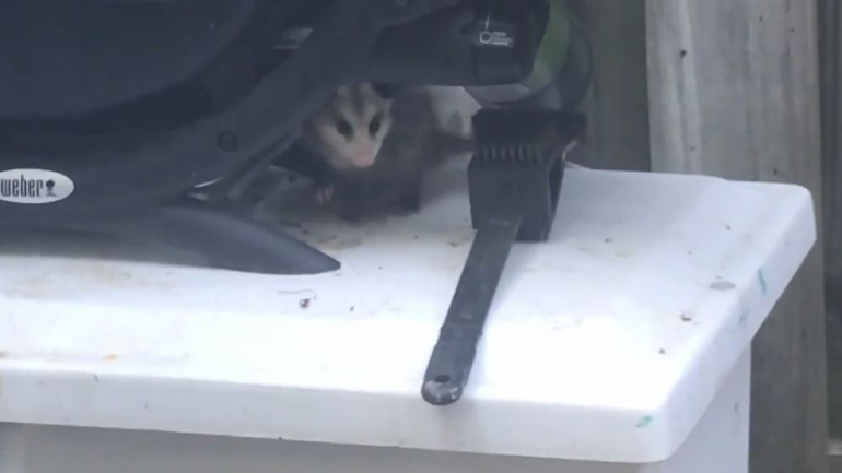 Ζευγάρι φρικάρει όταν συναντάει έναν απροσδόκητο… συγκάτοικο