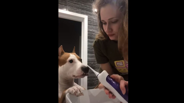 Όταν η προσωπική υγιεινή είναι σημαντική για τον σκύλο σου