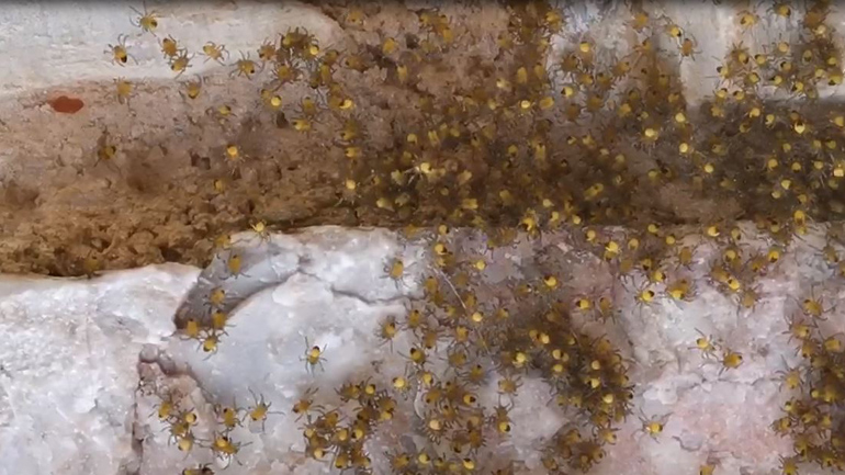 Εκατοντάδες αραχνούλες ζουν σε έναν τοίχο