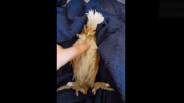 Νανουρίζοντας ένα μικρό κοτόπουλο