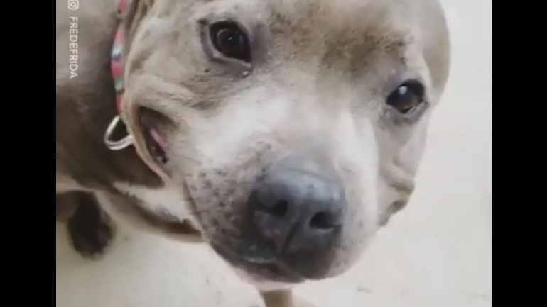 Το πιο όμορφο και… σκυλίσιο χαμόγελο