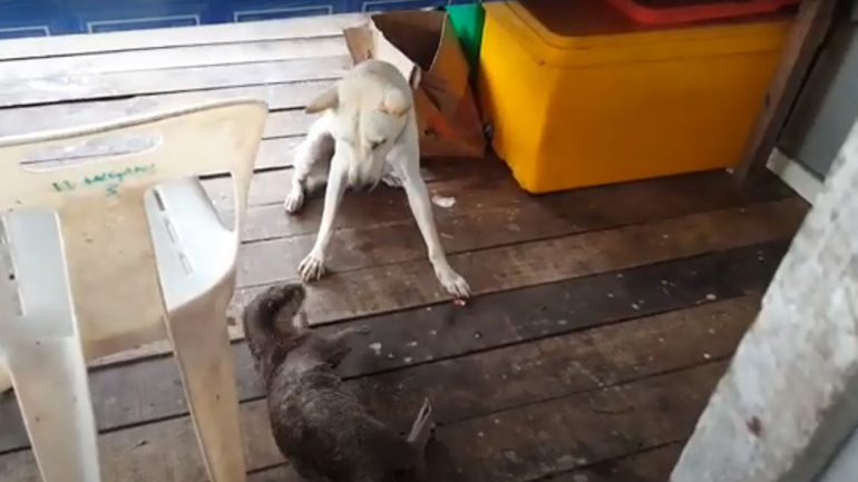 Σκύλος παίζει με ενυδρίδα