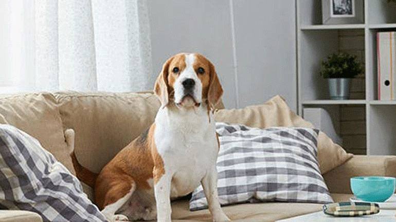 Δείτε το κόλπο για να μαζέψετε τις τρίχες του κατοικιδίου σας από τον καναπέ