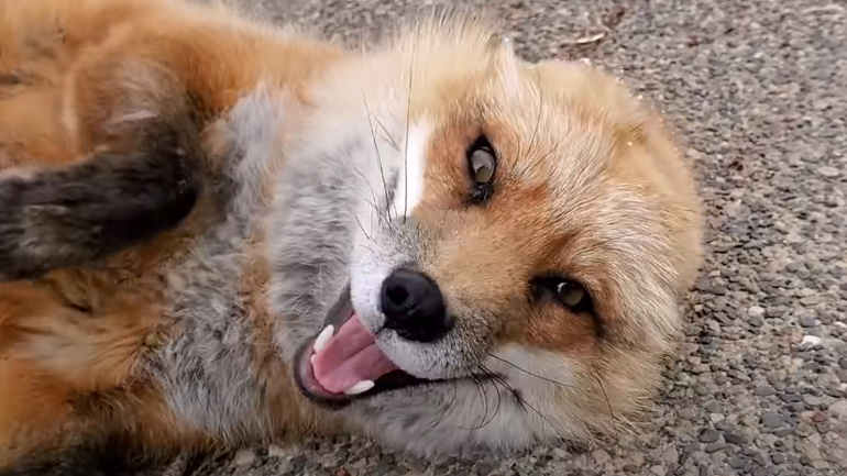 Μια χαρούμενη αλεπού