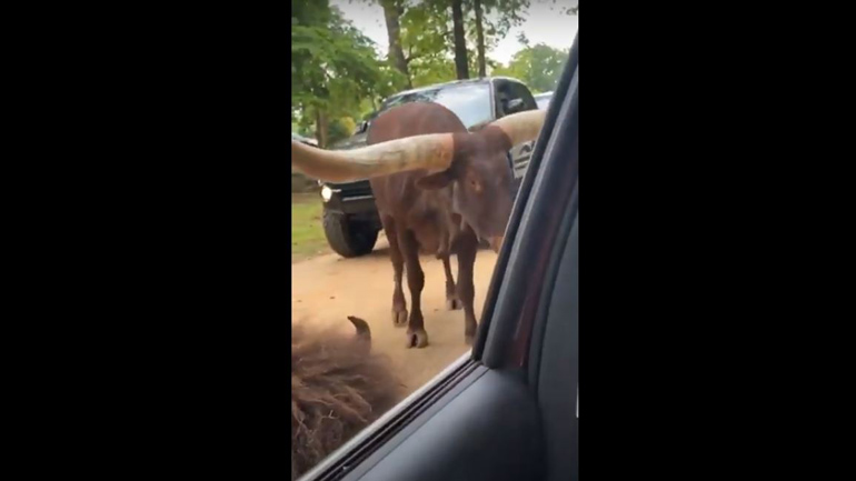 Βίσονας έρχεται αντιμέτωπος με ταύρο