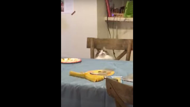 Γάτα εκστασιάζεται με τους στολισμούς πάρτι