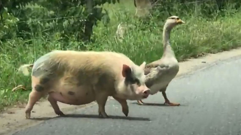 Γουρούνι και χήνα πάνε μια βολτούλα παρέα Γουρούνι και χήνα πάνε μια βολτούλα παρέα