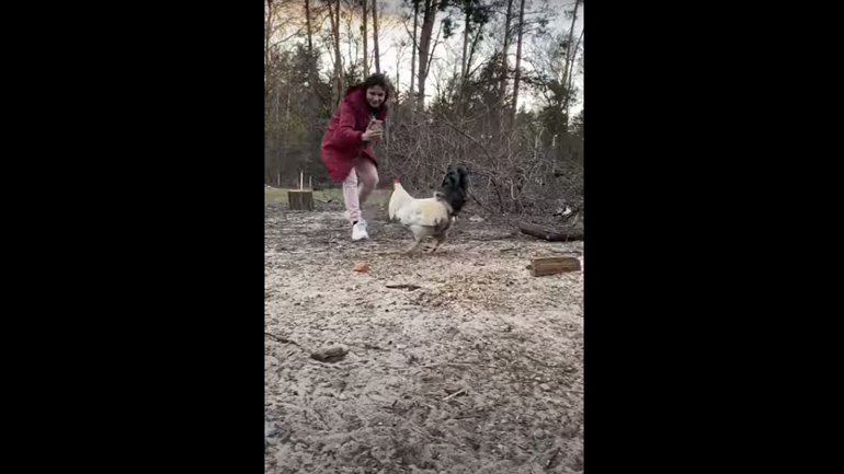 Μην πλησιάζετε τον κόκορα…