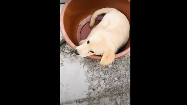 Η σπάνια στιγμή που σκύλος ανυπομονεί να κάνει μπάνιο