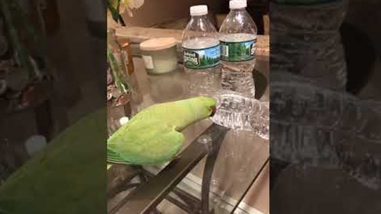 Παπαγάλος χαίρεται όταν κάνει ζημιές Παπαγάλος χαίρεται όταν κάνει ζημιές