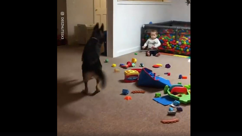 Σκύλος ενθουσιάζεται υπερβολικά όταν βλέπει μπάλες