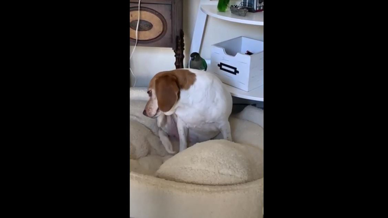 Μπιγκλ και παπαγάλος έχουν γίνει αχώριστοι φίλοι