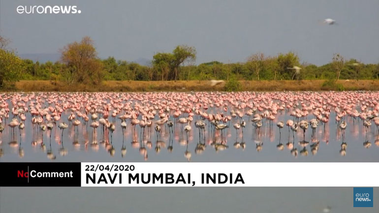 Ινδία: Τα φλαμίνγκο κατακλύζουν το Μουμπάι