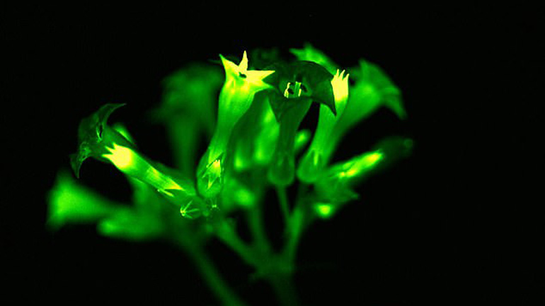 Επιστήμονες δημιουργούν νέο είδος φυτών που λαμπυρίζουν στο σκοτάδι