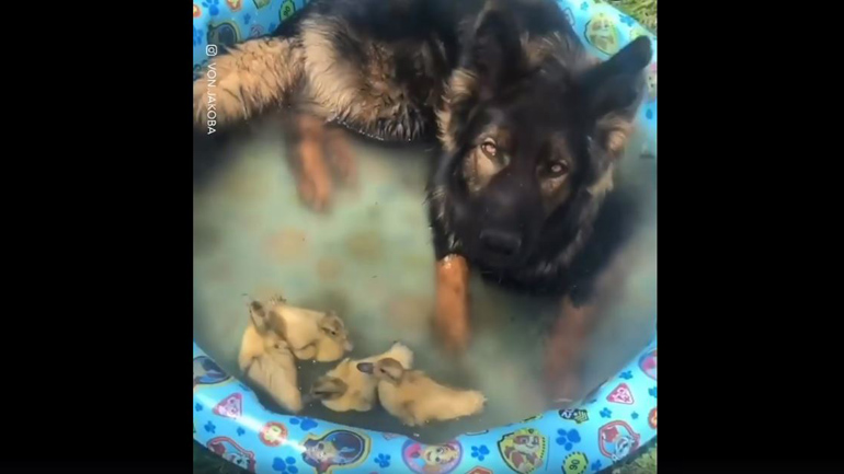 Σκύλος αράζει στην πισίνα με παπάκια