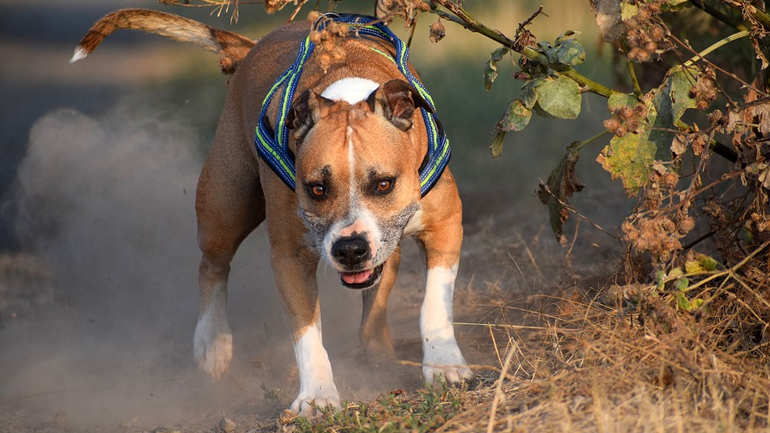 Φθιώτιδα: Σκύλος δάγκωσε 10χρονη στο πρόσωπο