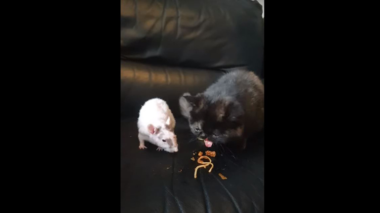 Γάτα και αρουραίος μοιράζονται ένα γεύμα