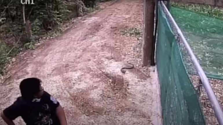 Φίδι προσπαθεί να επιτεθεί αιφνιδιαστικά σε ποδηλάτη