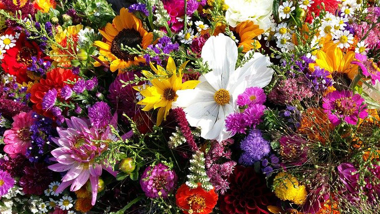 Αγριολούλουδα, ο ξεχωριστός πλούτος της Ελλάδας