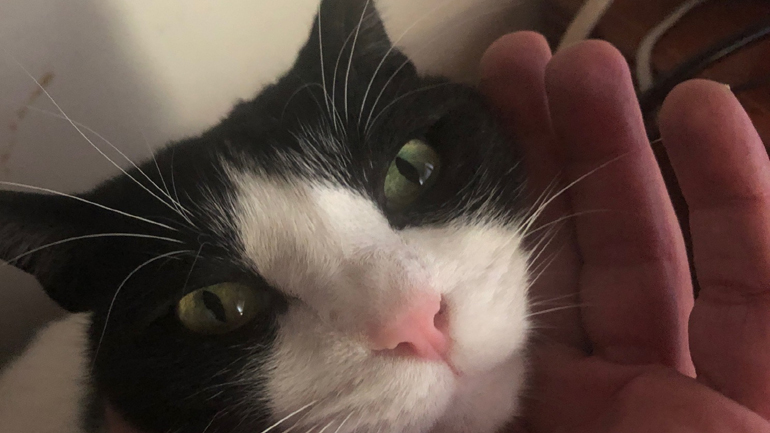 Νέο κρούσμα κορωνοϊού σε… γάτα στο Παρίσι – Τέσσερα καταγεγραμμένα περιστατικά σε όλο τον κόσμο