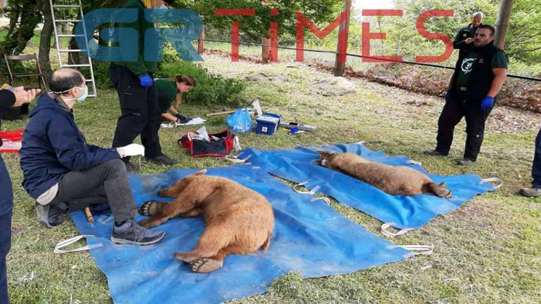 Ο Αρκτούρος απελευθέρωσε δύο αρκουδάκια
