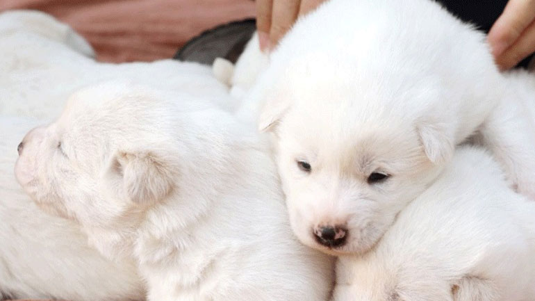 Πόσα κουτάβια μπορεί να γεννήσει ένα σκυλάκι;