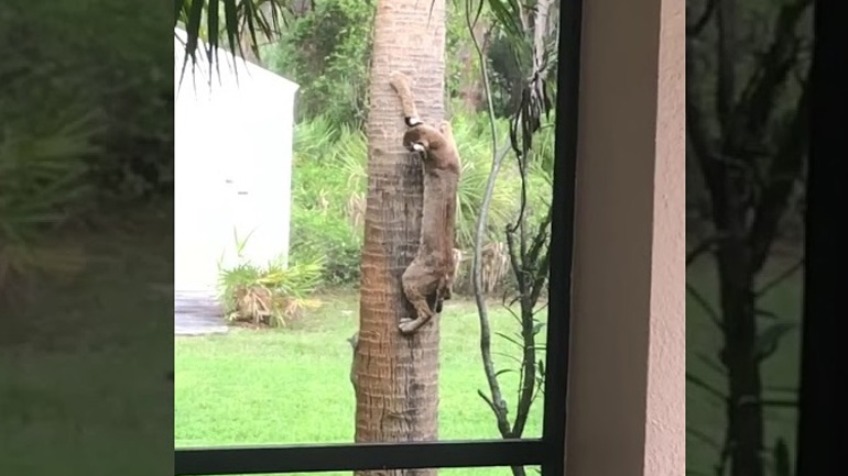 Λύγκας εναντίον σκίουρου