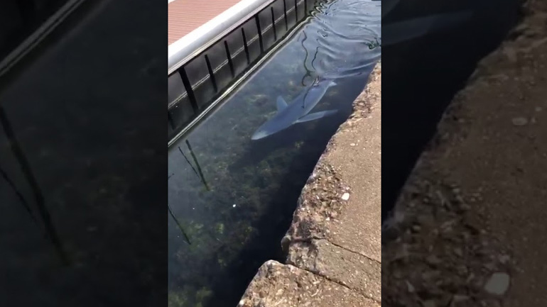 Ένας καρχαρίας σε λιμάνι της Γαλλίας