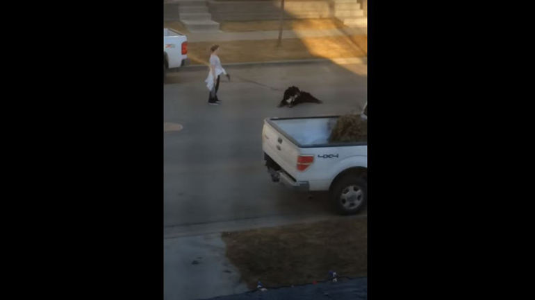 Όταν ο σκύλος τεμπελιάζει την πιο λάθος στιγμή…