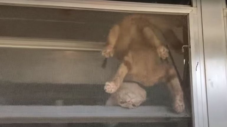 Όταν η γάτα δεν θέλει να μείνει στο σπίτι