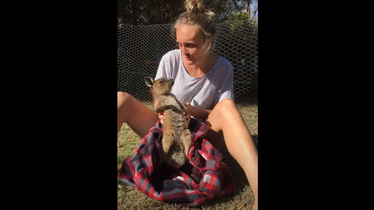 Καγκουρό λατρεύει το γαργαλητό