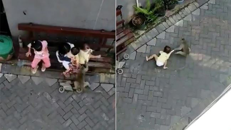 Μαϊμού καβάλα σε μηχανή άρπαξε και έσυρε παιδί