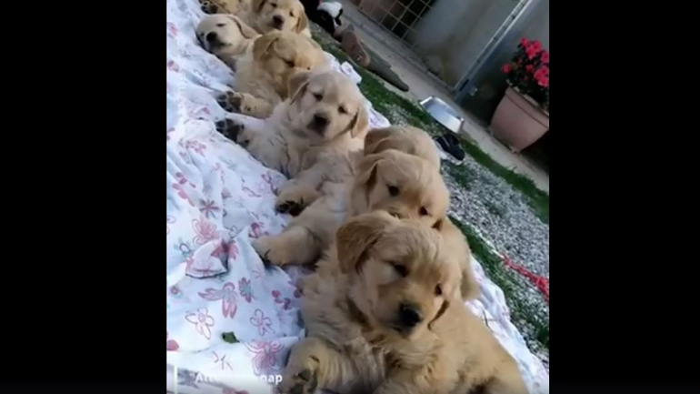 Ο πιο αξιαγάπητος «στόλος»