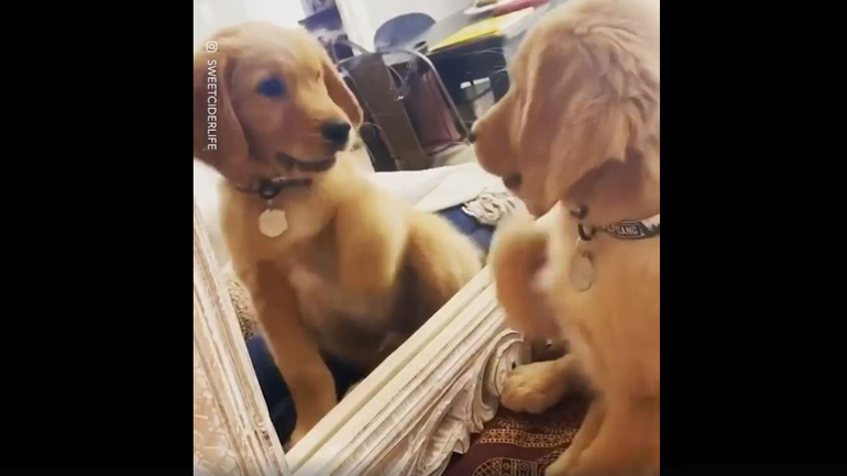 Κουταβάκι τσακώνεται με την αντανάκλασή του