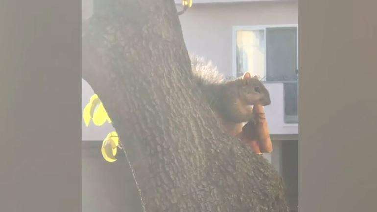 Ένας γλυκύτατος κλέφτης