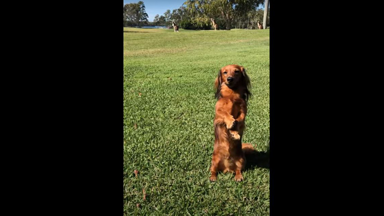 Σκύλος προσπαθεί να… ενστερνιστεί τη ζωή των καγκουρό