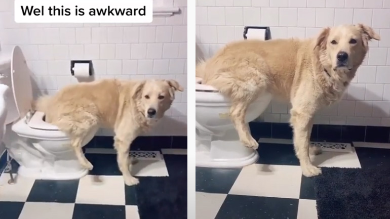 Ένας σκύλος στην τουαλέτα